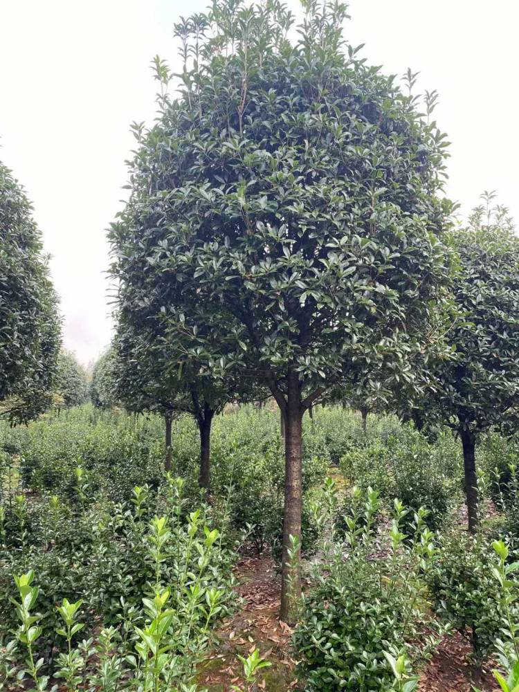 精品桂花树种植基地 风景树行道树各种规格的桂花树基地直销