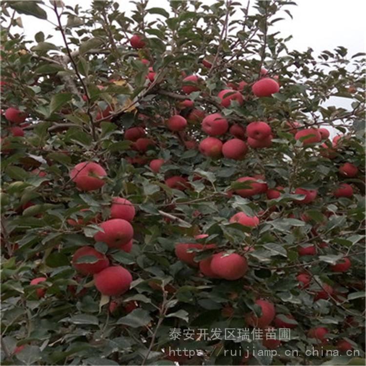 明月苹果苗出售价格地径两公分明月苹果苗出售价格