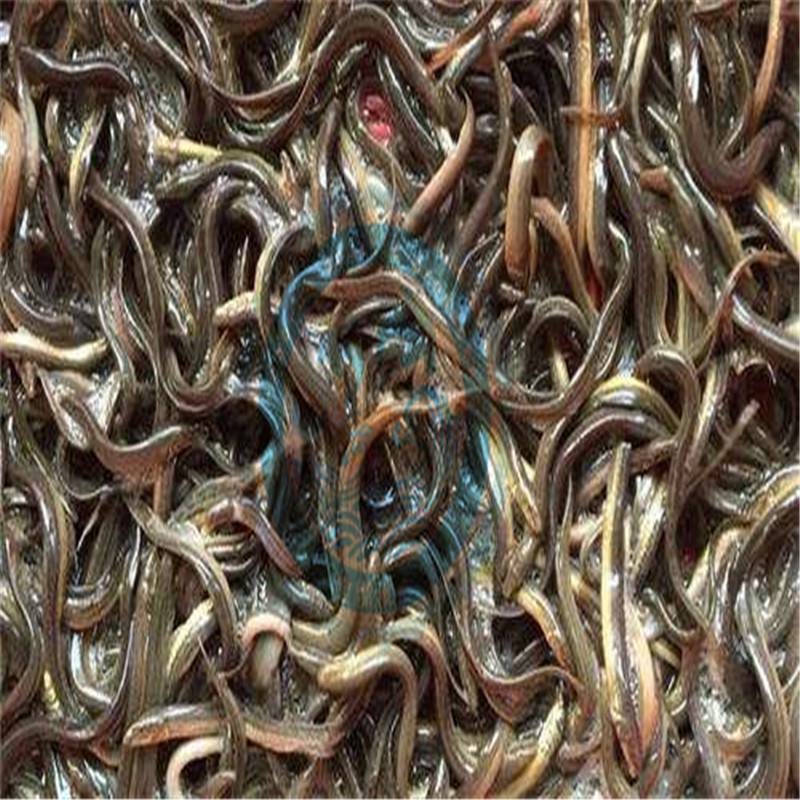 青海海西品种优惠台湾泥鳅鱼苗 台湾泥鳅鱼苗多少钱一斤