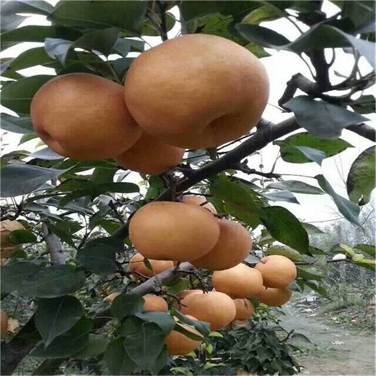 秋月梨树苗,2年梨树苗价格品种多多 梨树种苗 梨树苗良种
