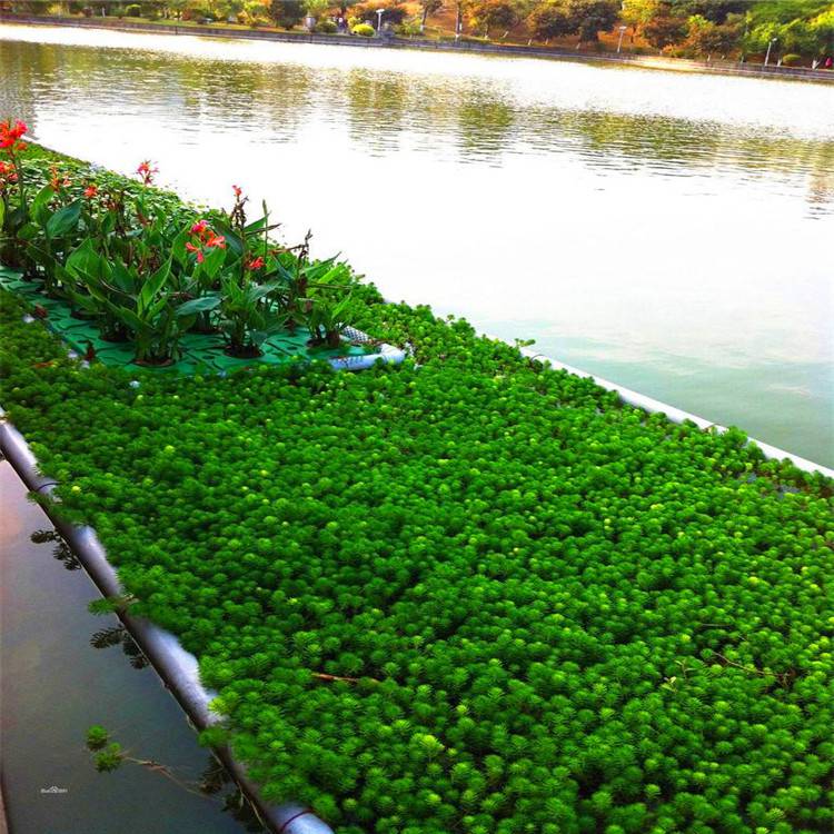 水面浮岛景观人工生态浮床施工水生植物种植浮岛水上绿化工程