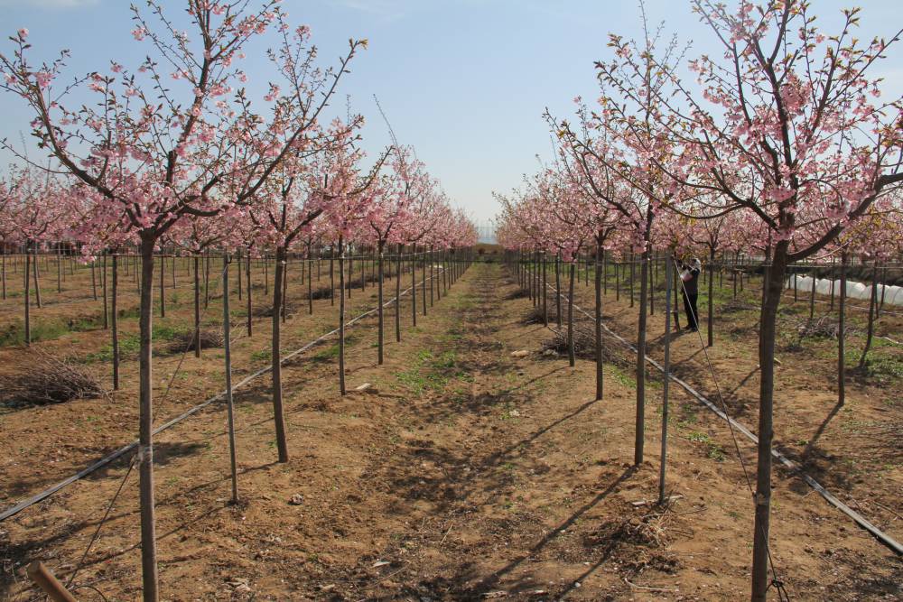 青岛阳光苗圃樱花基地 江户彼岸 染井吉野基地 批发樱花树