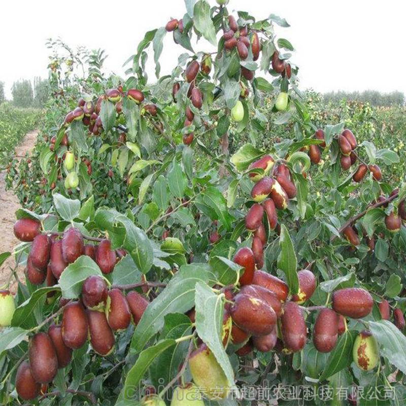 脆甜枣树苗圃枣树苗可南北方种植