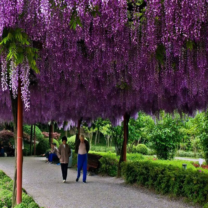 3米高紫藤树苗处理 紫罗兰多花紫藤