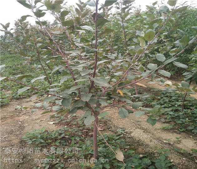 红肉苹果树苗 帅阳苗木 花牛苹果树苗价格 黑苹果树苗 供应服务商