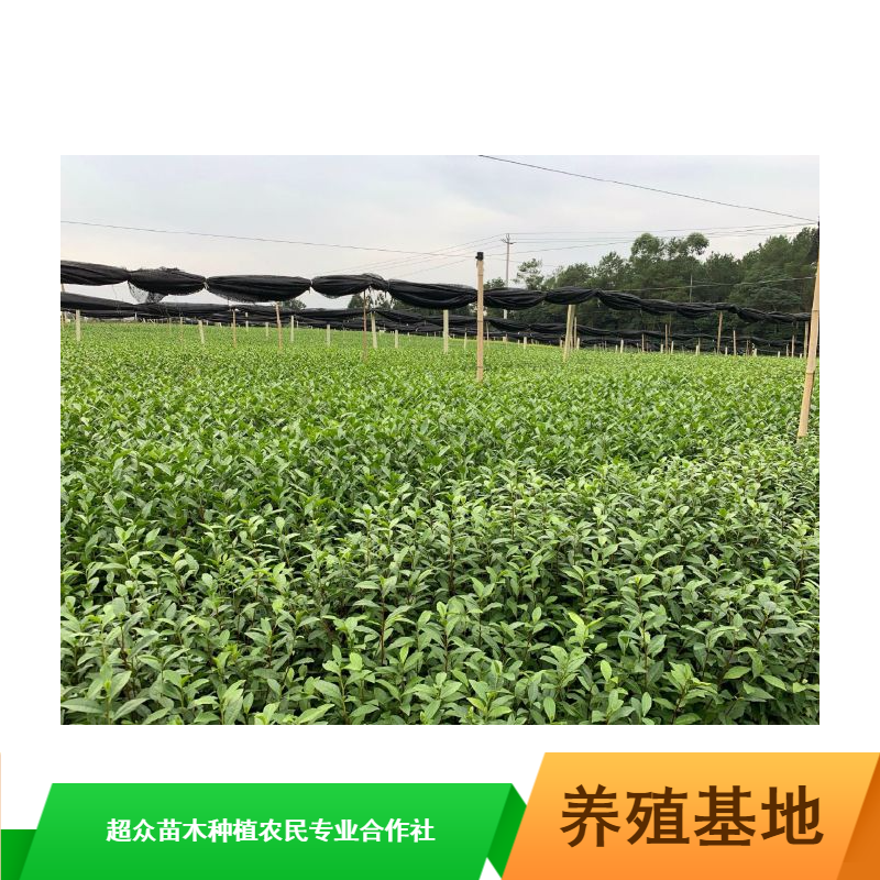 批量供应中叶类抗寒抗旱福选9号特早茶苗_重庆9号茶苗