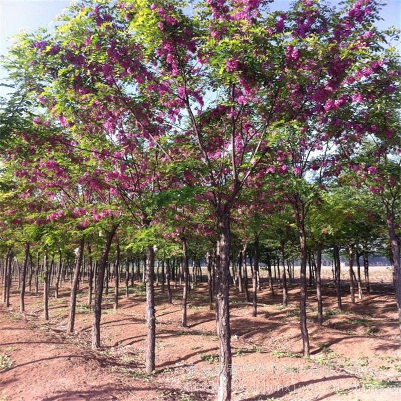 香花槐,是珍稀的夏,秋季蜜粉源兼具观赏,绿化,保土,固沙的优良树种,自