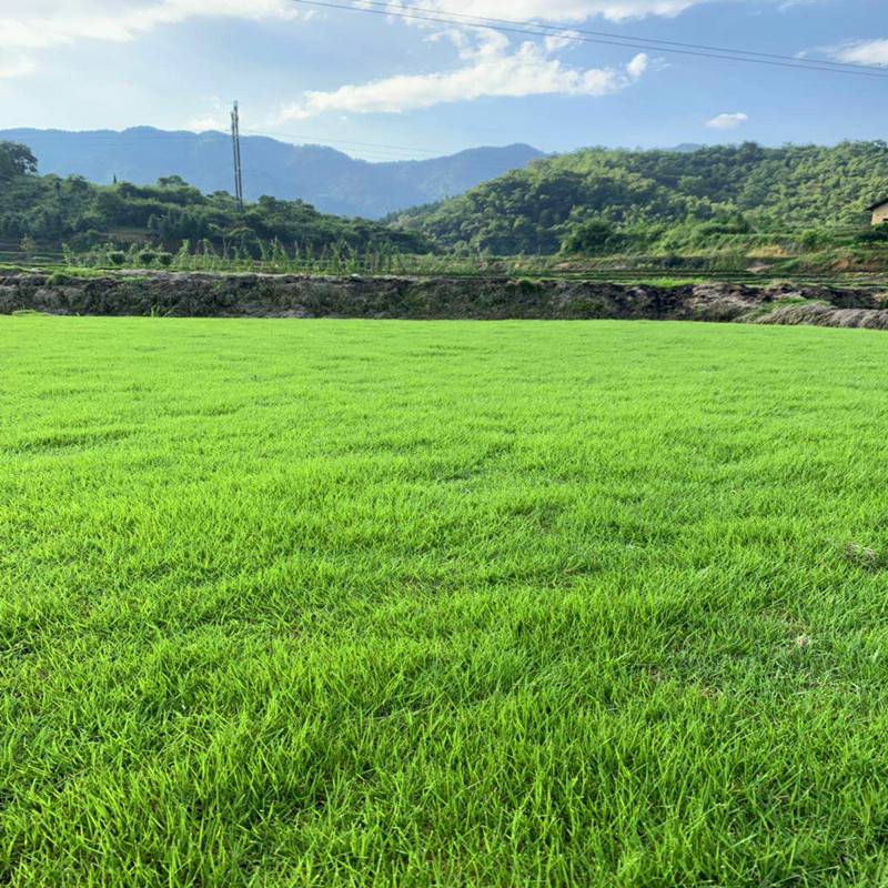 中华结缕草基地 卷草 马尼拉草皮