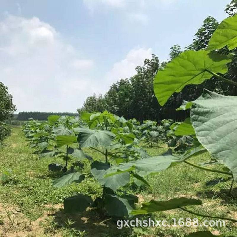 碳桐树苗 广西凌云基地现货直供高存活率根系强健炭桐树苗 碳桐