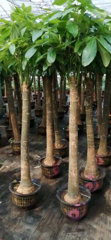 苏州发财树金钱树天堂鸟摇钱树等等养殖基地批发销售同城配送到门