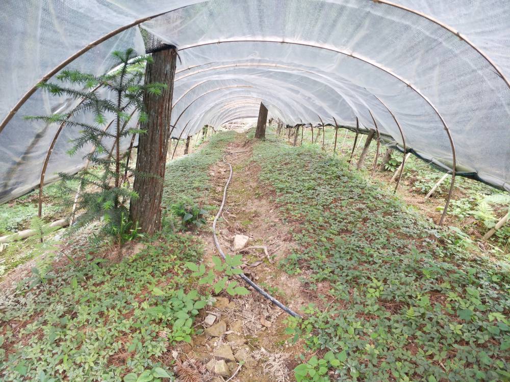 广西桂林兴安竹节参回收加工黄精种子种苗药材种苗公司