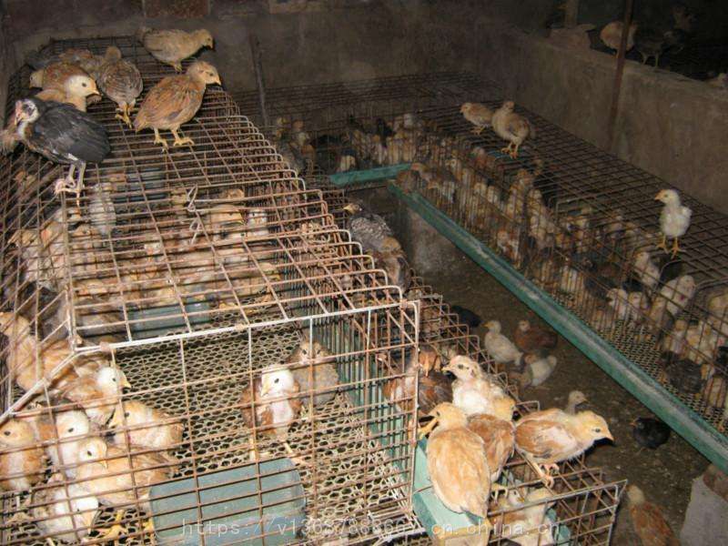 鸡苗哪有卖的 全国发货黄脚嘛鸡苗 鸡苗批发市场地址在哪 百色鸡苗