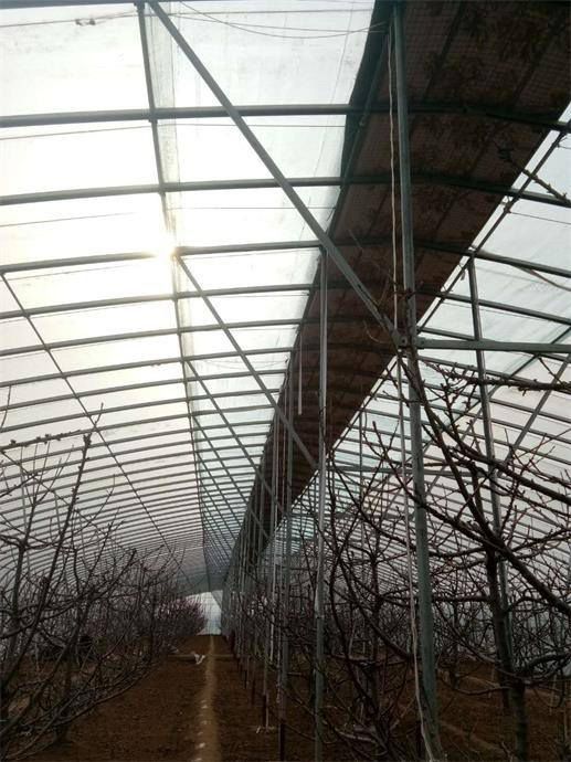 种植樱桃适合建什么样的温室大棚/双面坡大跨度薄膜温室