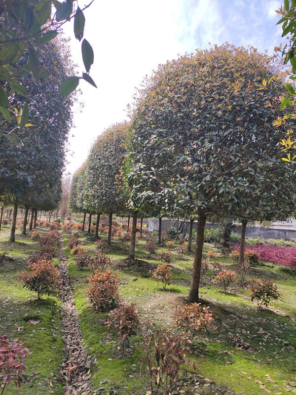 10公分桂花树供应,基地5-7成货都有,基地批发价出售