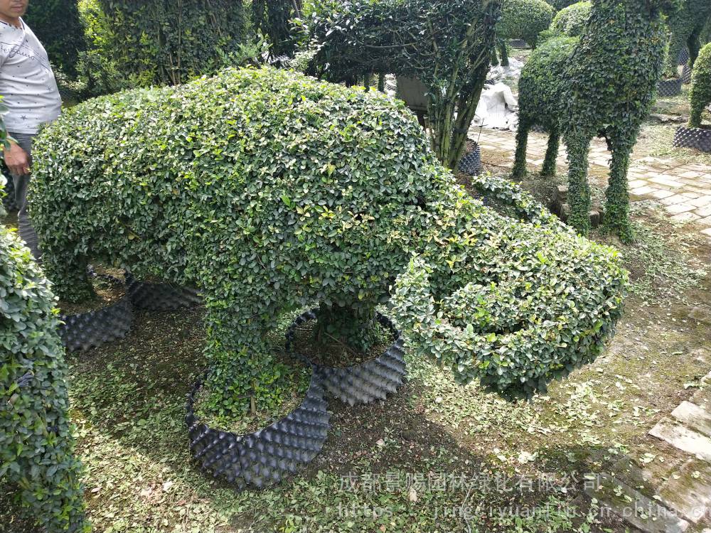 植物景观雕塑造型,小叶女贞动物造型,茶壶造型出售