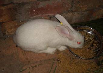 兔子如何育肥 长毛兔养殖