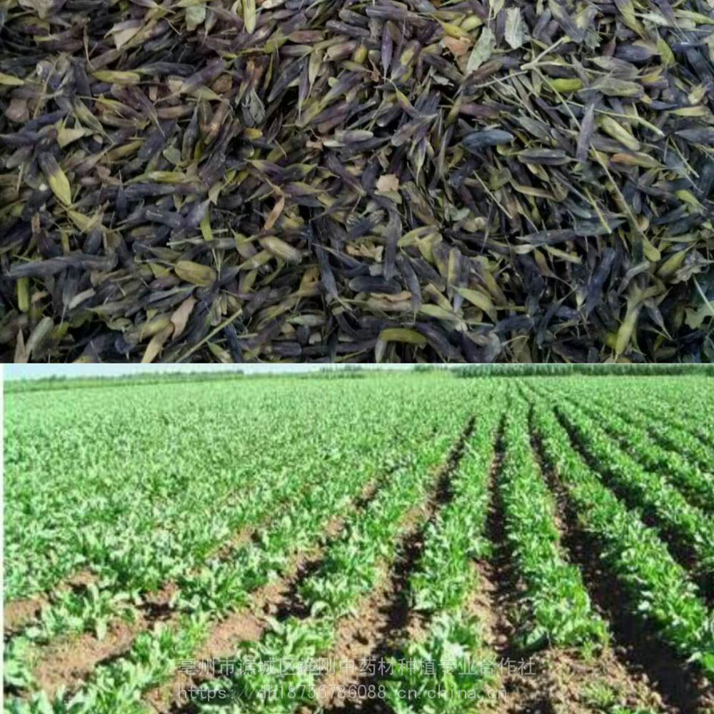 板蓝根种植 种植技术免费指导