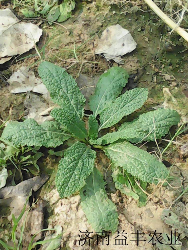 蛤蟆草种子又名委陵菜种子 山东优质野菜种子基地销售