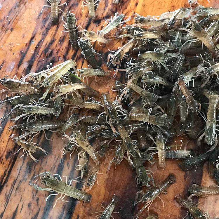 澳洲淡水小龙虾苗_澳洲淡水蓝色龙虾_养殖苗_淡水大龙虾_种虾苗_鲜活