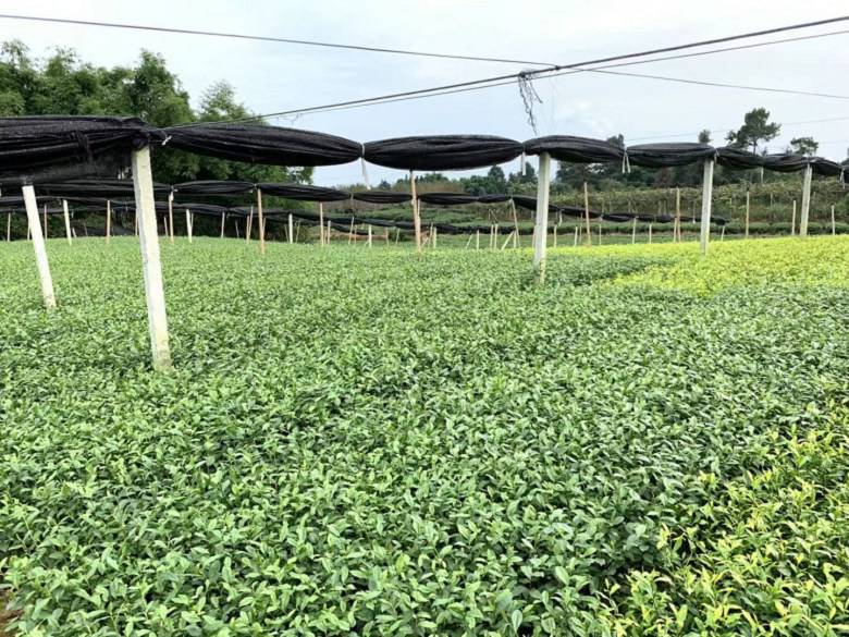 乾县中茶108茶苗-价格便宜优质良种茶苗