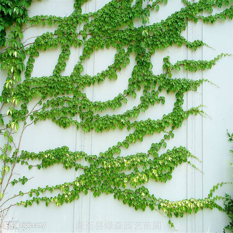 我基地常年供应的藤本植物有:爬山虎,金银花,红花蔷薇,常春藤,小叶扶