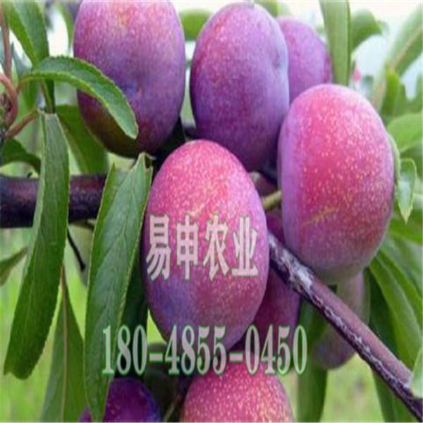 重庆李子树苗,重庆***李子树苗批发基地