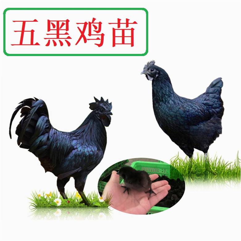 【厂家销售五黑鸡价格行情促销,五黑鸡价格行情价格】