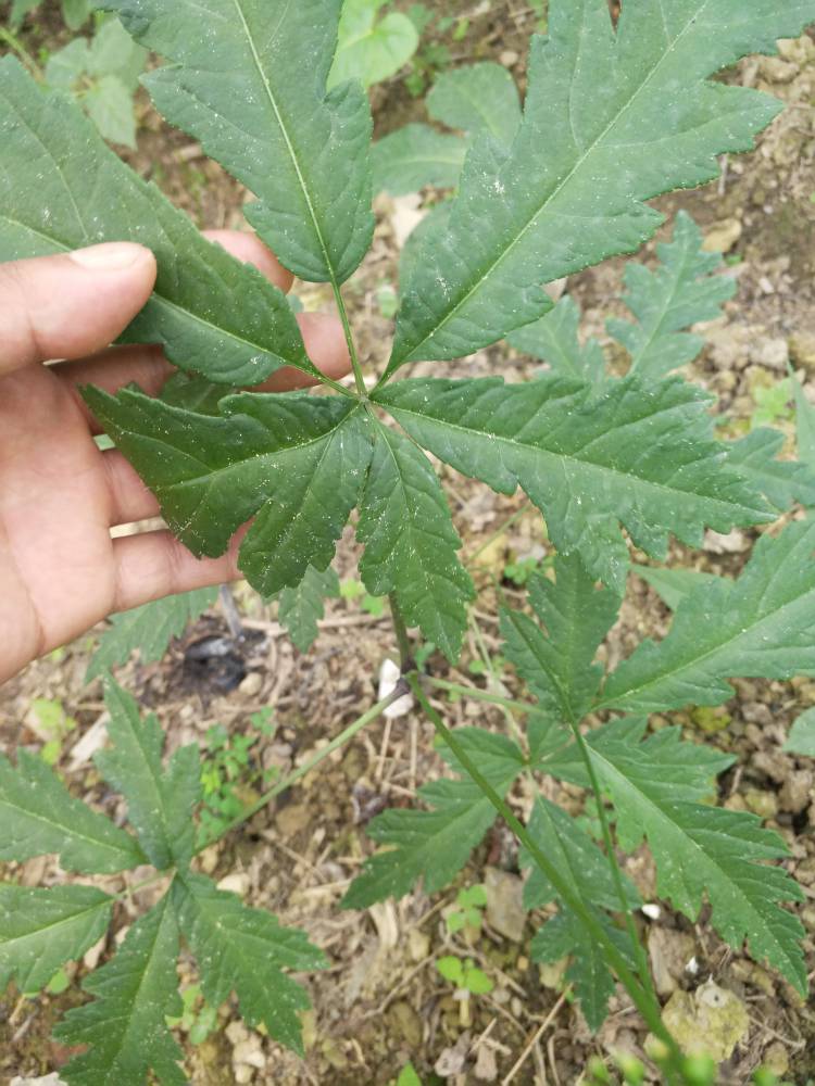 广西玉林兴业野三七价格回收金果榄冰球子种苗农村种植什么药材好