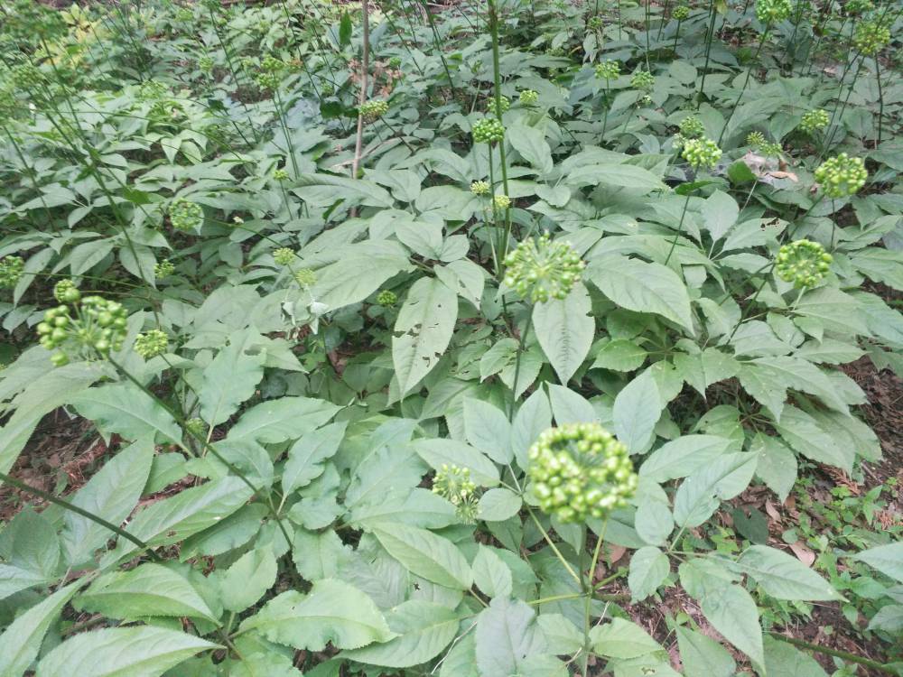 【河南郑州新密野三七种子种苗黄精种子种苗药材种植项目】图片