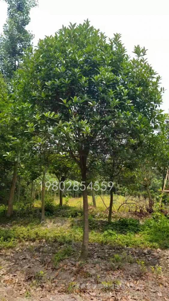 树形饱满的常绿桂花树,小乔木种植基地现货桂花树出售