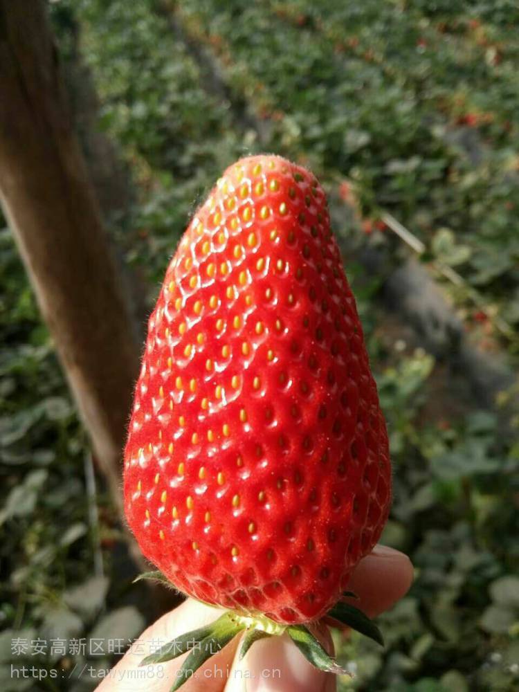 章姬草莓苗生产基地美香砂草莓苗草批发