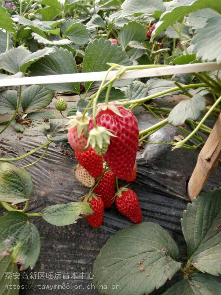 白草莓苗新品种雪里香草莓苗报价表