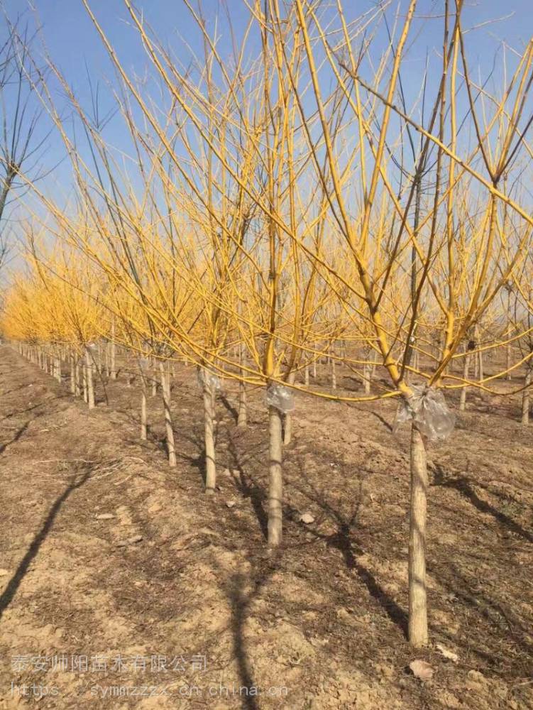 黄金槐 农户种植培育 苗木培育供应 帅阳苗木 大型基地