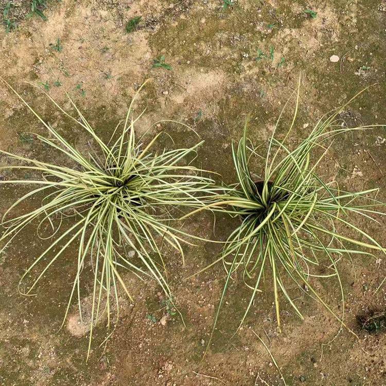 基地批发苔草常绿观赏草 绿化草坪盆栽苗木观赏草 观叶植物