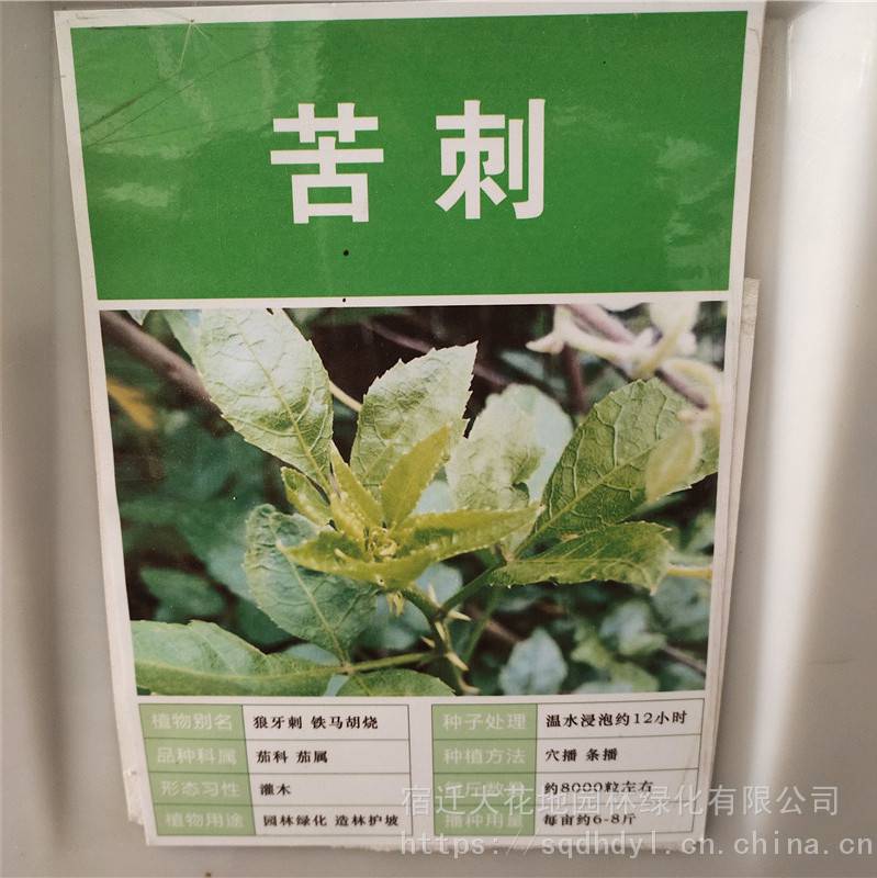 【苦刺种子 发芽率高 价格便宜 批发价】图片