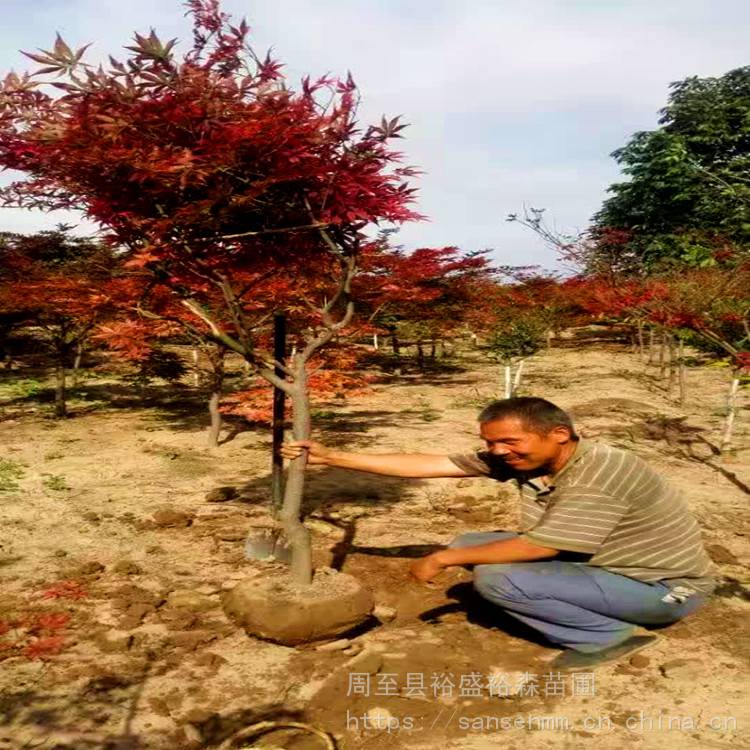 安康出售风景树苗红枫 圆球造型送货付款