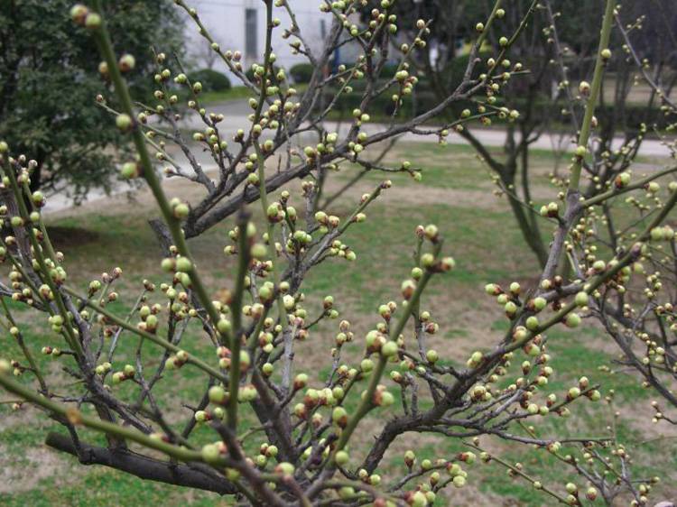 基地批发红梅树苗 绿梅苗 行道风景树苗 园林绿化工程 梅花小苗