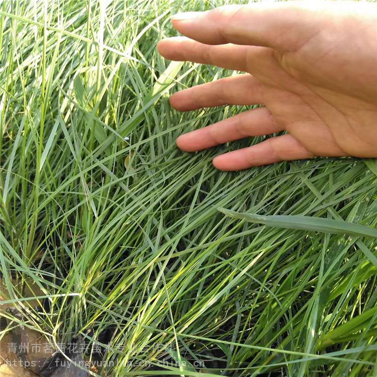 青绿苔草批发,青绿苔草出售