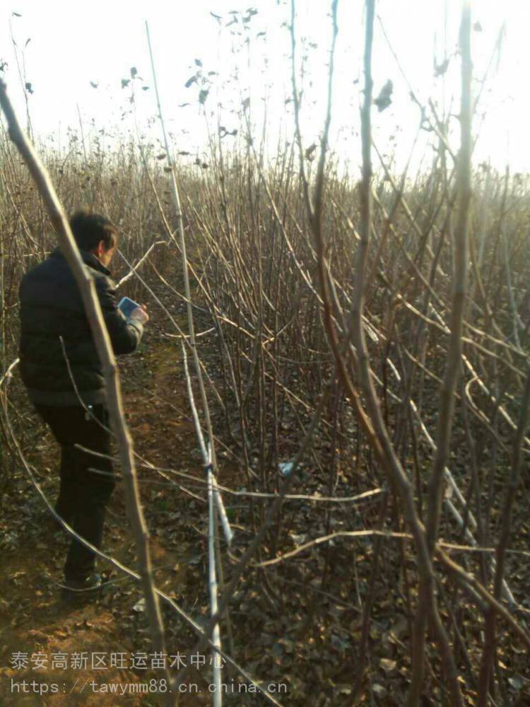 日本千雪苹果苗种植藤木一号苹果苗苹果苗木展会特装