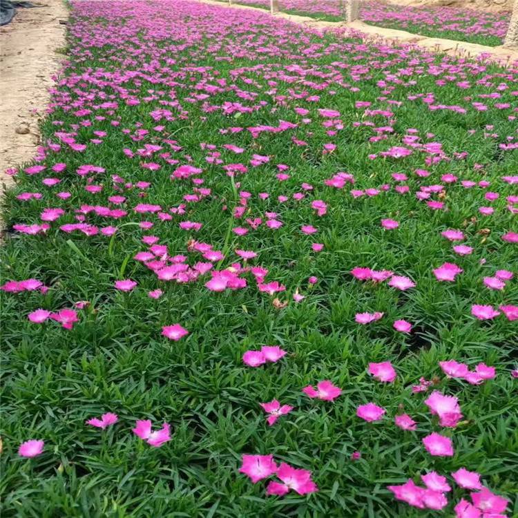 欧石竹种植基地价格 会开花的草坪常年绿 耐旱抗踩完美植物 绿化工程