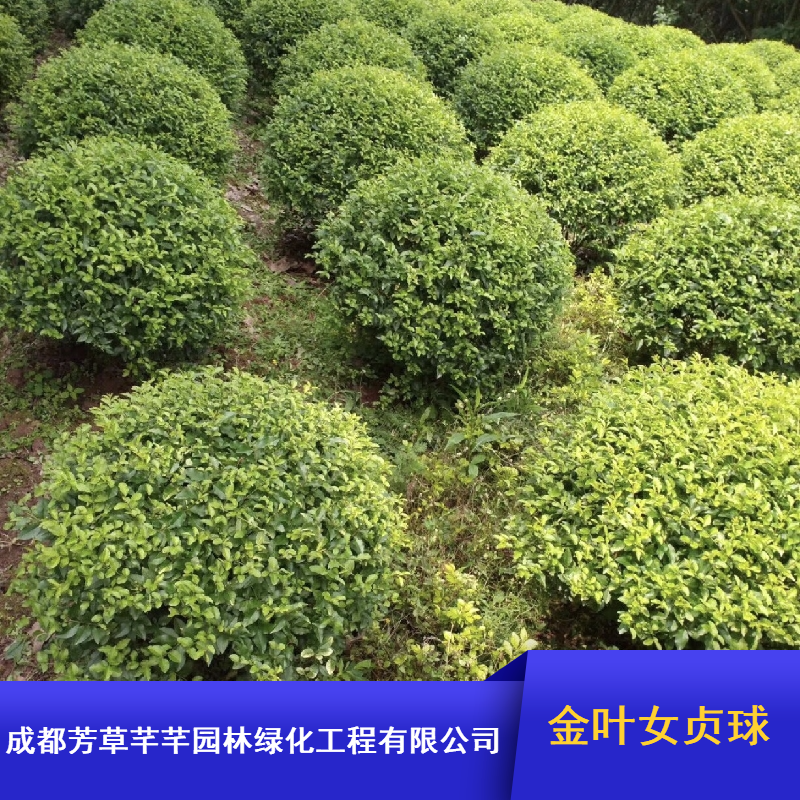 常绿灌木金叶女贞球_成都芳草芊芊金叶女贞球_园林绿化金叶女贞球基地