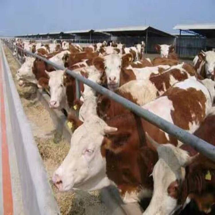 一头小牛犊多少钱 农村小规模养牛 正规养牛场出售西门塔尔肉牛犊