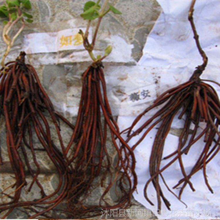 宠物及园艺 种子,种苗及种球 树苗 批发藤本植物 优质铁线莲种根 爬藤