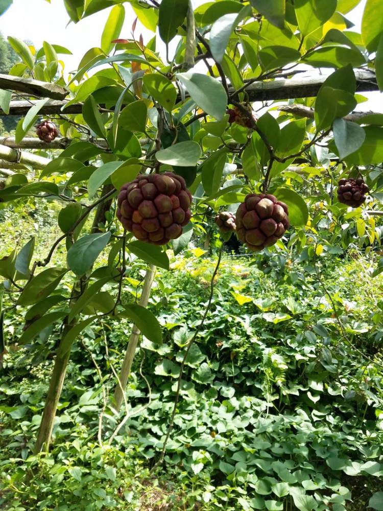 安徽哪里有布福娜小苗出售|安徽适合种植黑老虎酒饭团吗