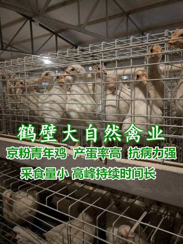 60天华裕海兰灰青年鸡,60日龄晓明海兰褐青年蛋鸡苗