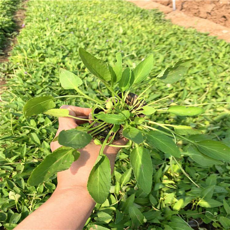 直销醉鱼草苗植物多年生醉鱼草小苗工程绿化醉鱼藤苗 醉鱼草种子