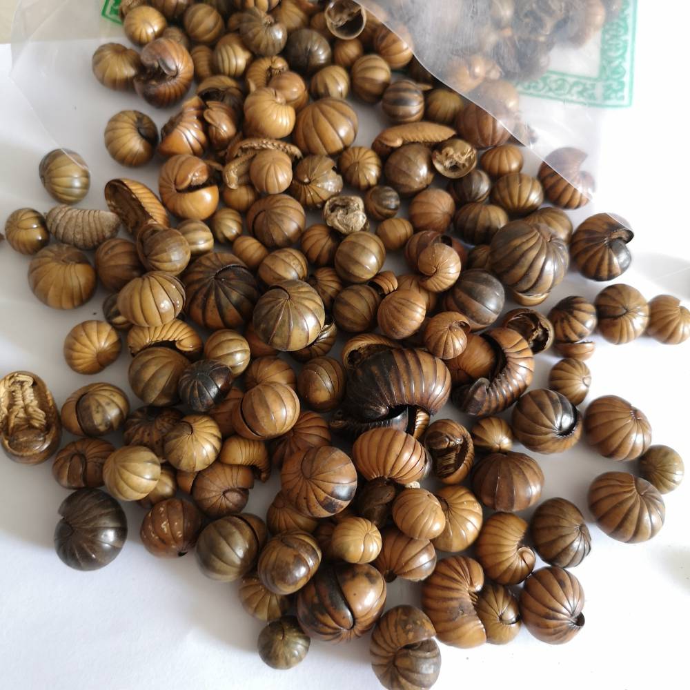 滚山虫出售滚山虫中药材滚山虫批发