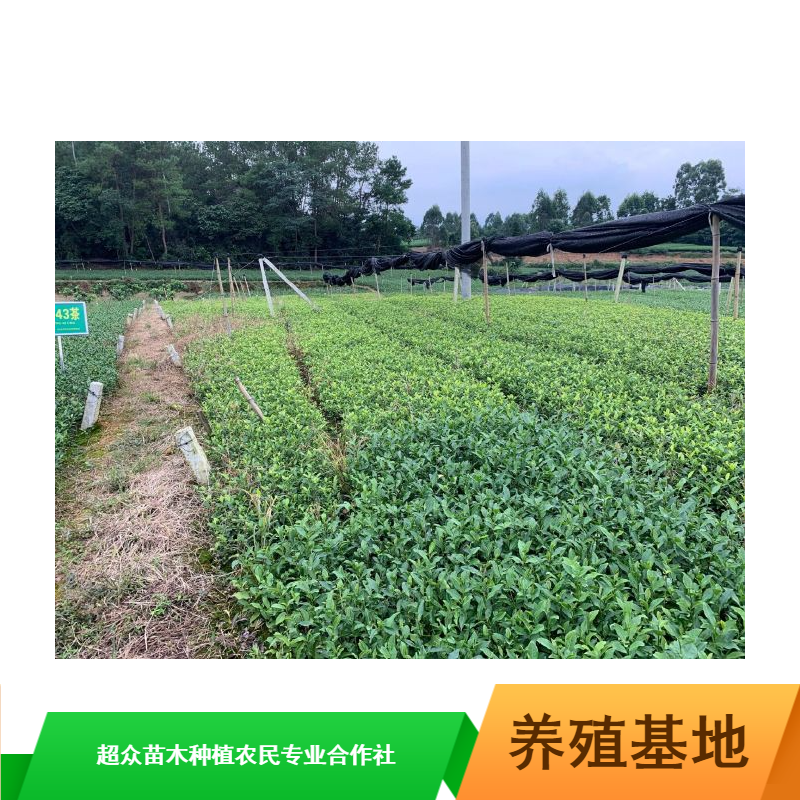 批量供应中叶类抗寒抗旱福选9号特早茶苗_重庆9号茶苗