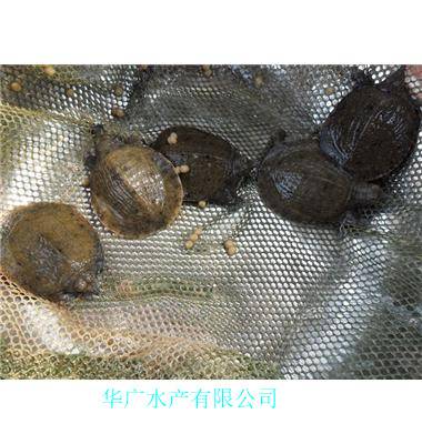 外塘养殖中华鳖苗甲鱼苗水鱼苗团鱼苗小甲鱼龙鱼活体饲料淡水活体