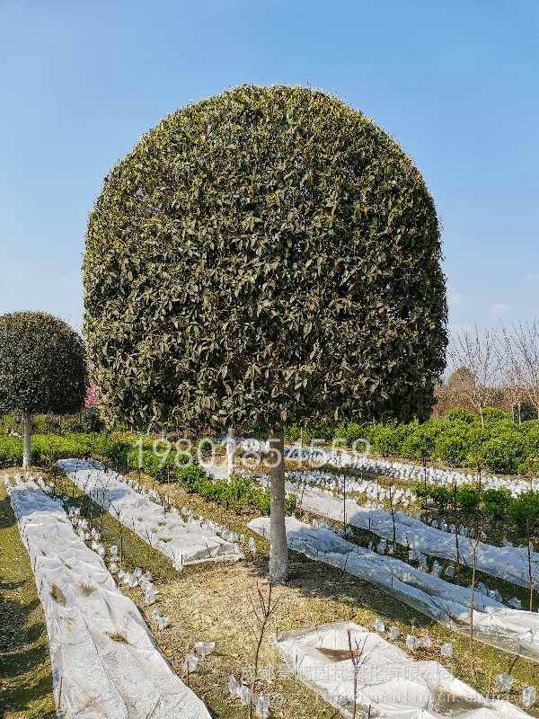 产地桂花树基地直销,小型乔木桂花批发,桂花10公分供应